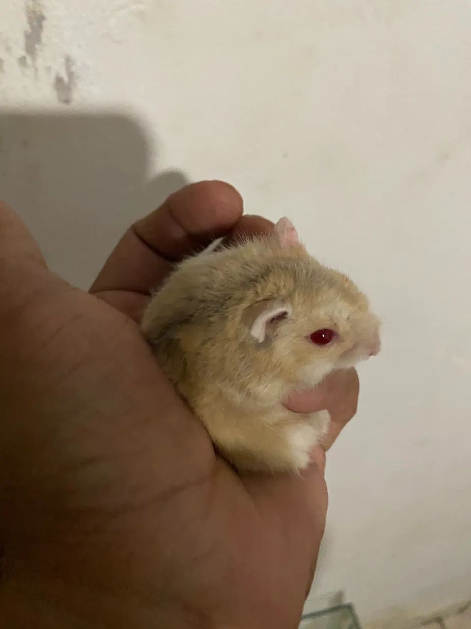 Hamster anão  - Foto 4
