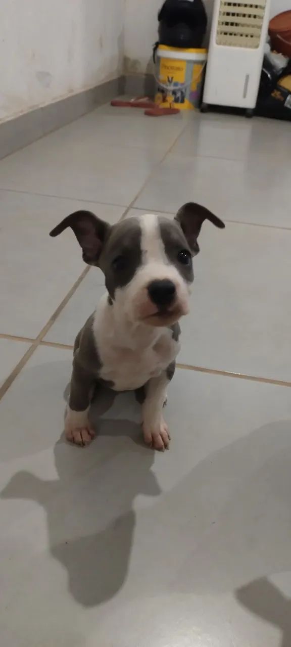 Pit Bull  - Foto 4