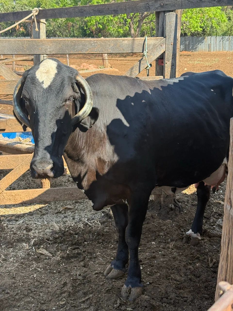 Vaca  - Foto 3
