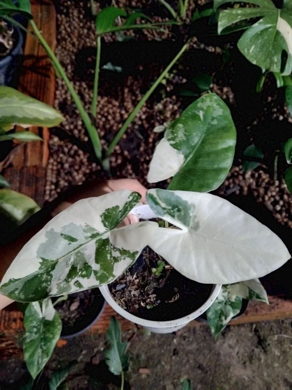 Alocasia Macrorrhiza Variegata (mudas) - Foto 3