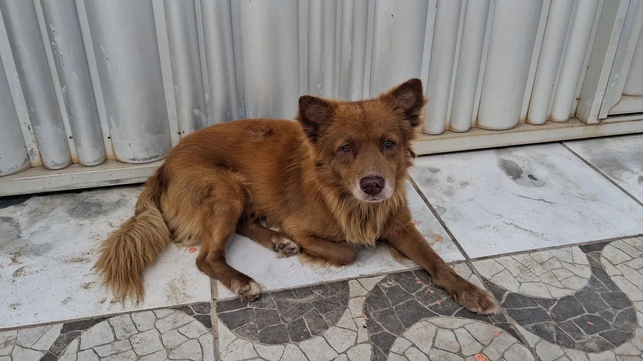 Animal  - Foto 3