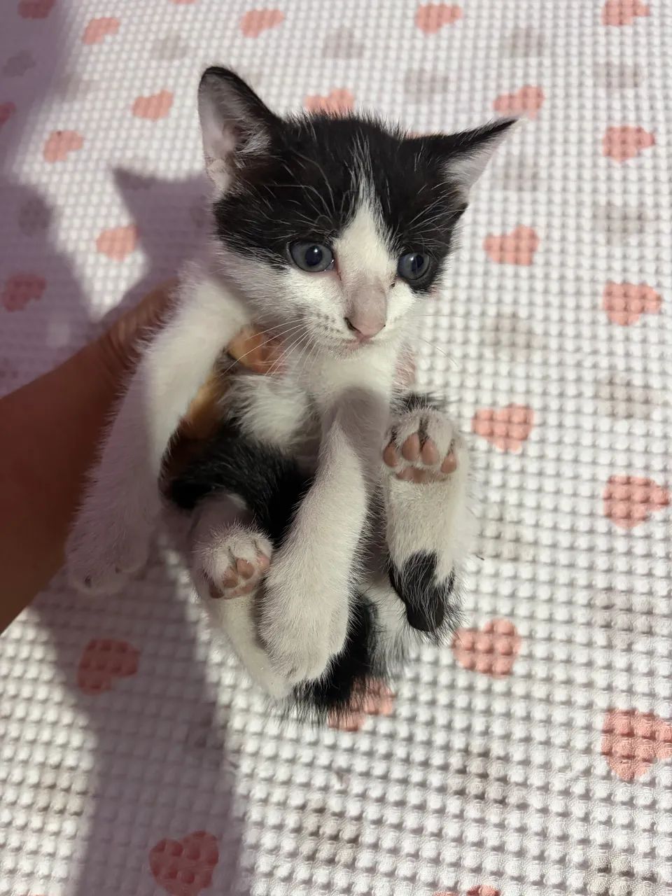 Doação de gato - Foto 4