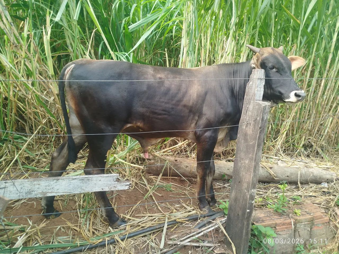 Vende - se  3 bezerros próximos a campo grande 
