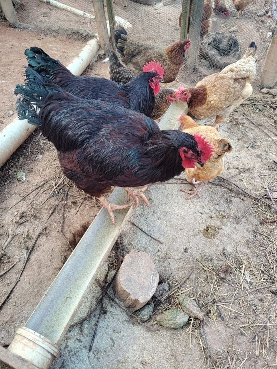Caipira poedeira - Ovos galados  - Foto 4