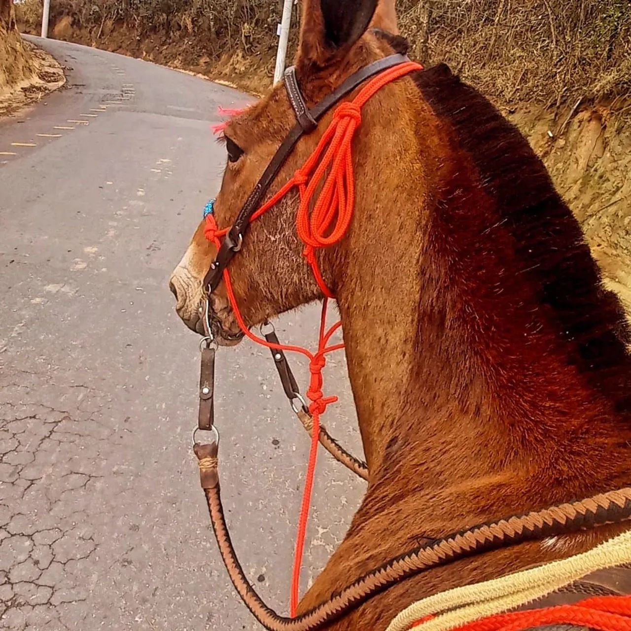 Vendo burro - Foto 3