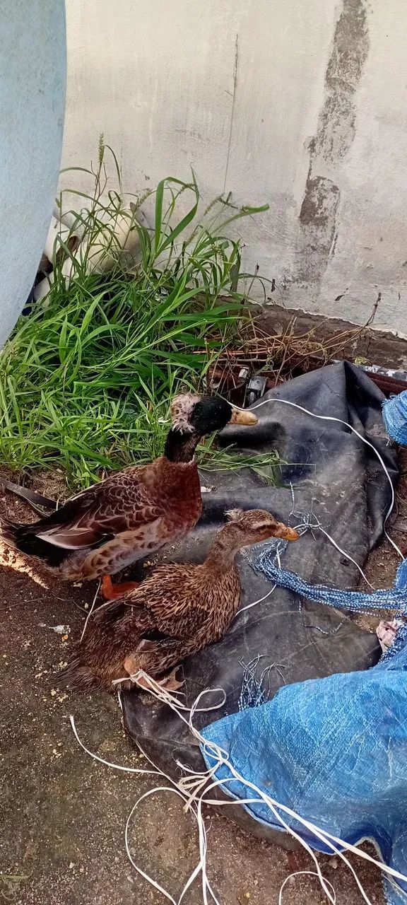 Casal de Patos - Foto 3