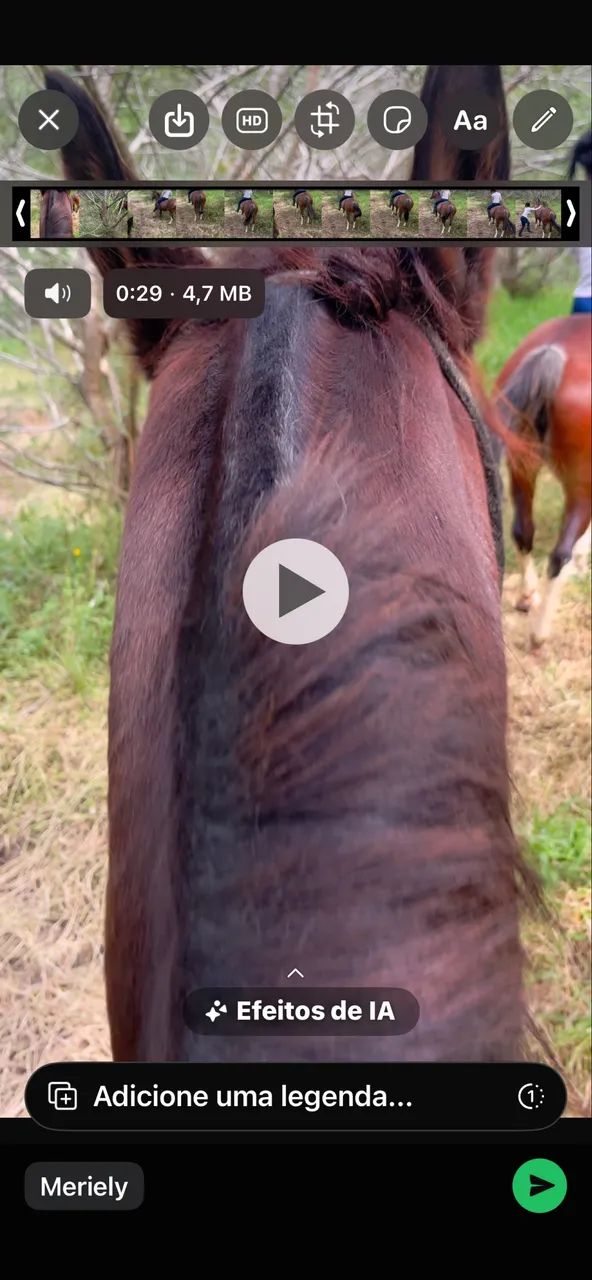 Cavalo mangalarga  - Foto 2