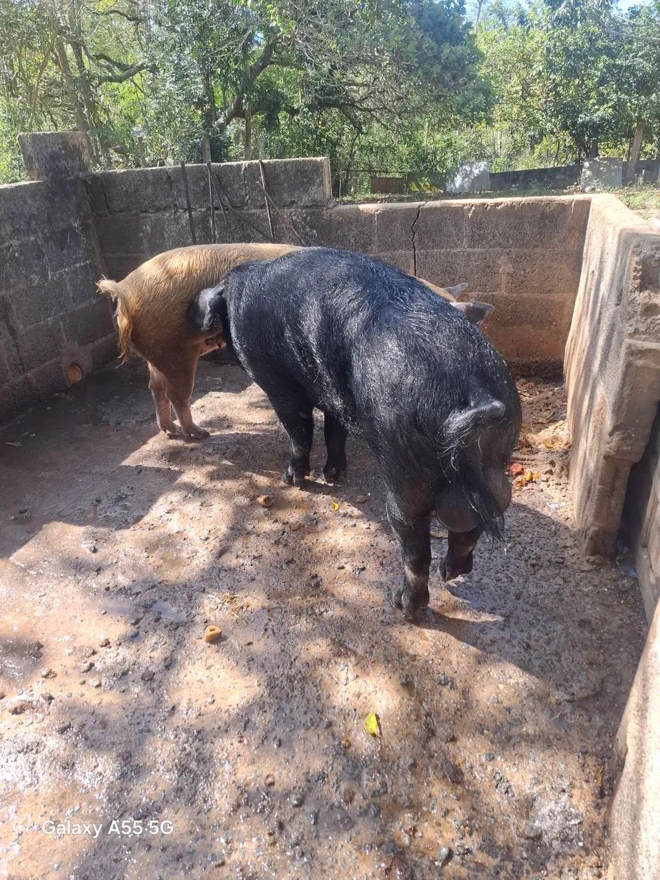 Porco Barão  - Foto 4