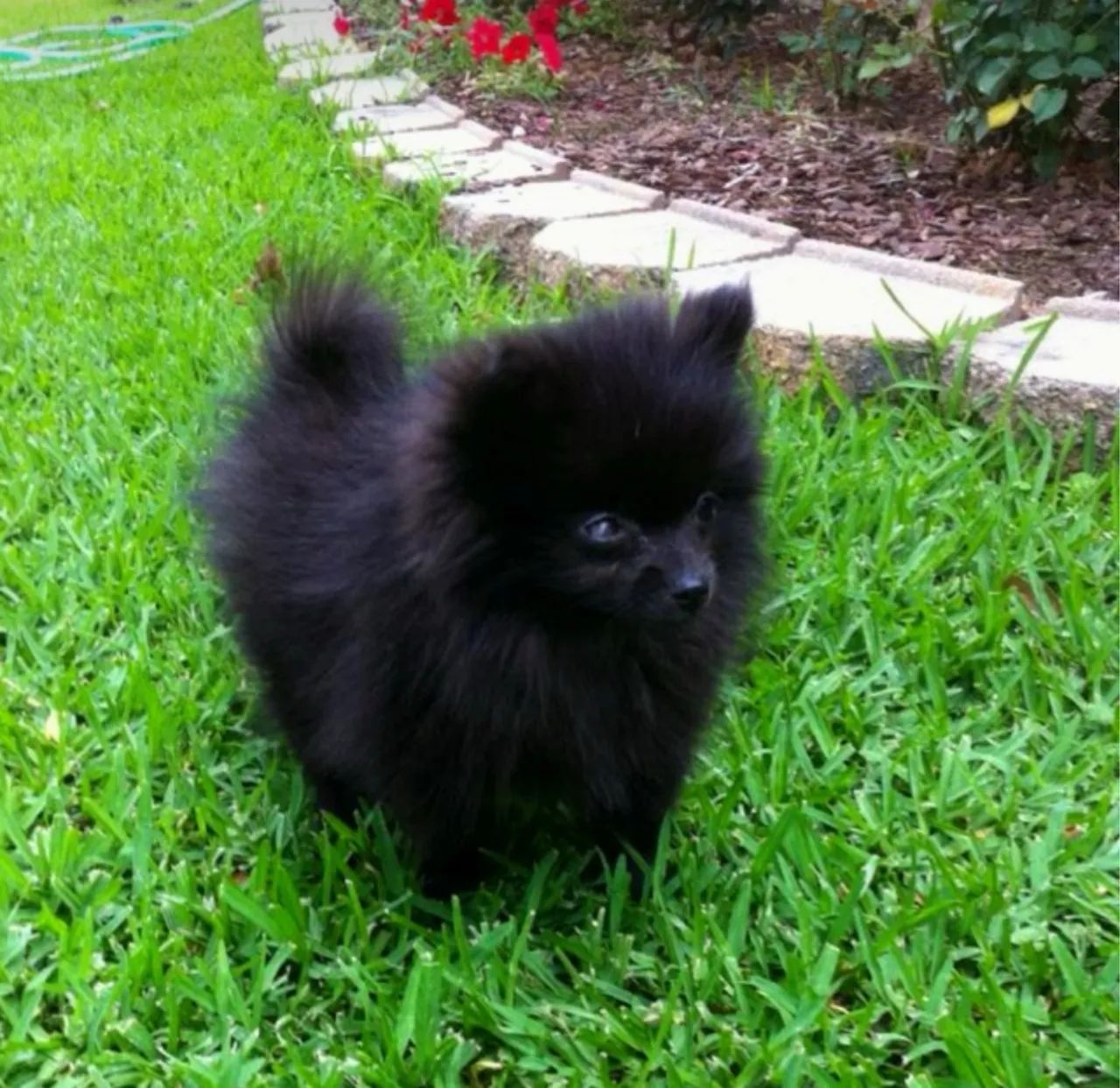 Filhote macho de Lulu da pomerania  - Foto 2