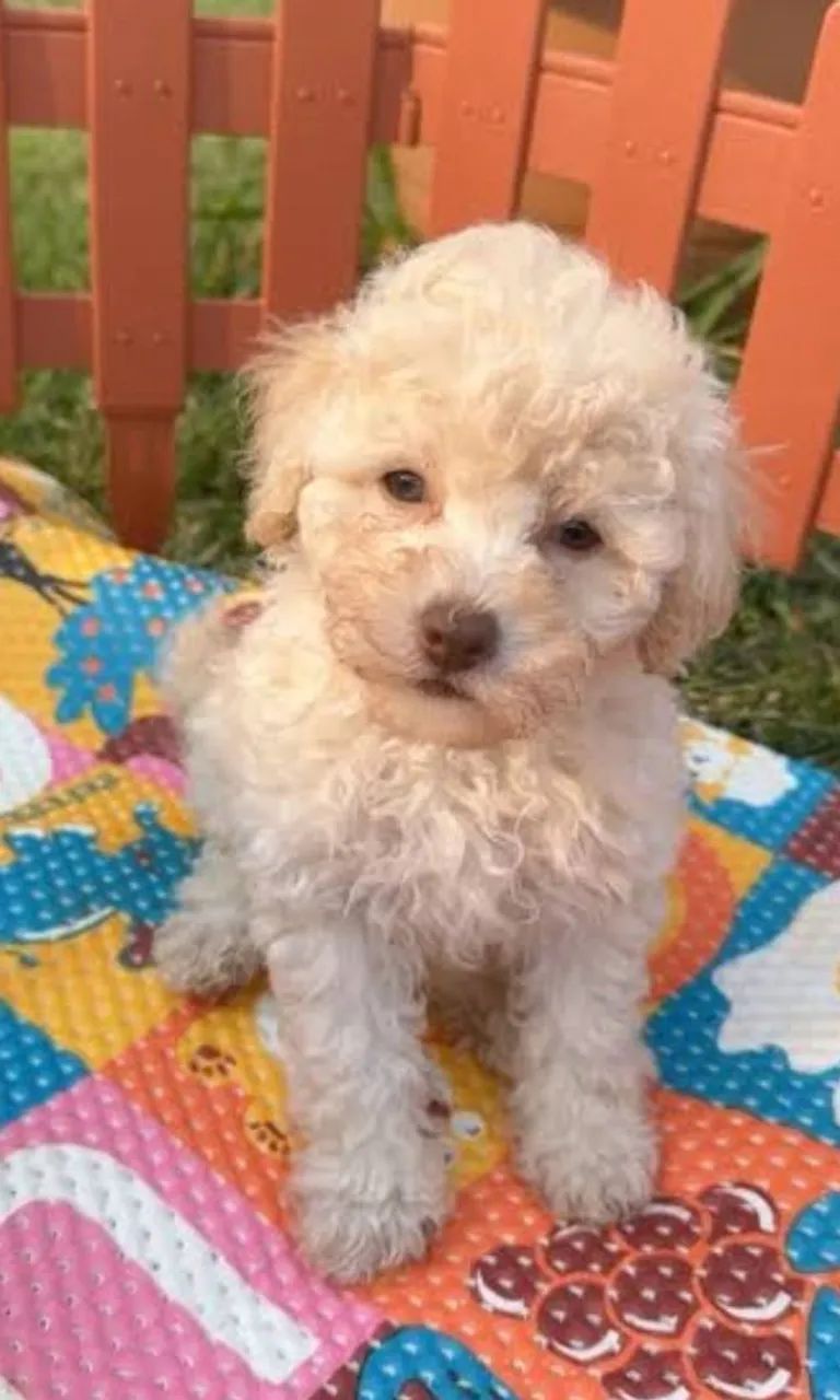 Poodle micro toy  - Foto 2