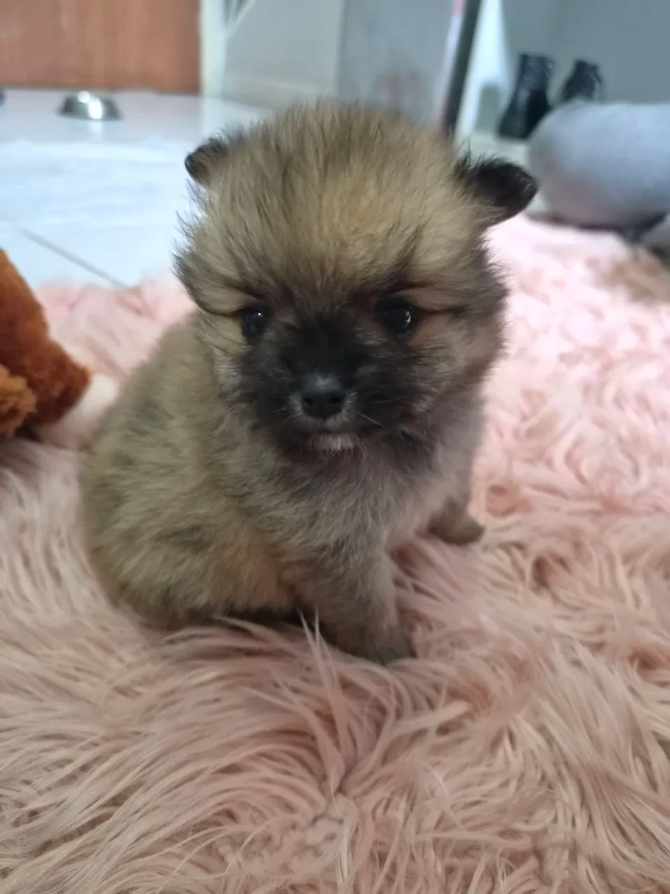 Fêmea de lulu da Pomerânia  - Foto 3