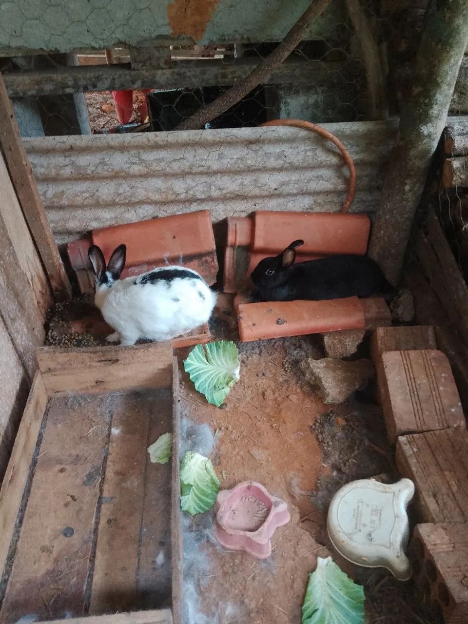 Vendo galinhas, ovos, pintinhos , Angola, filhotes coelhos 