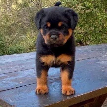 Filhotes De Rottweiler - Um Amigo Para Chamar De Seu 