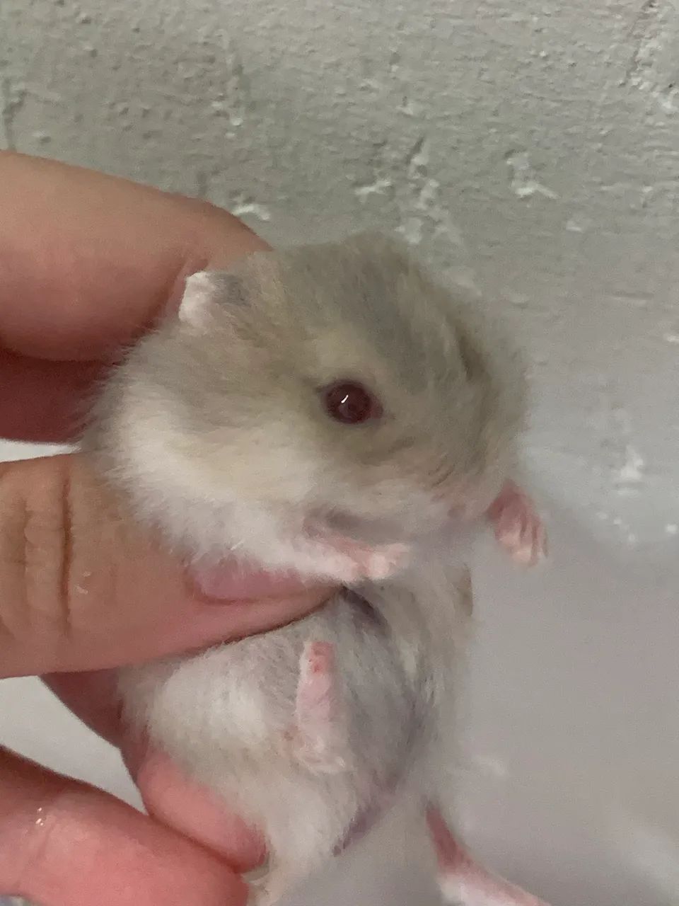 Vendo filhotes de hamster anão russo - Foto 2