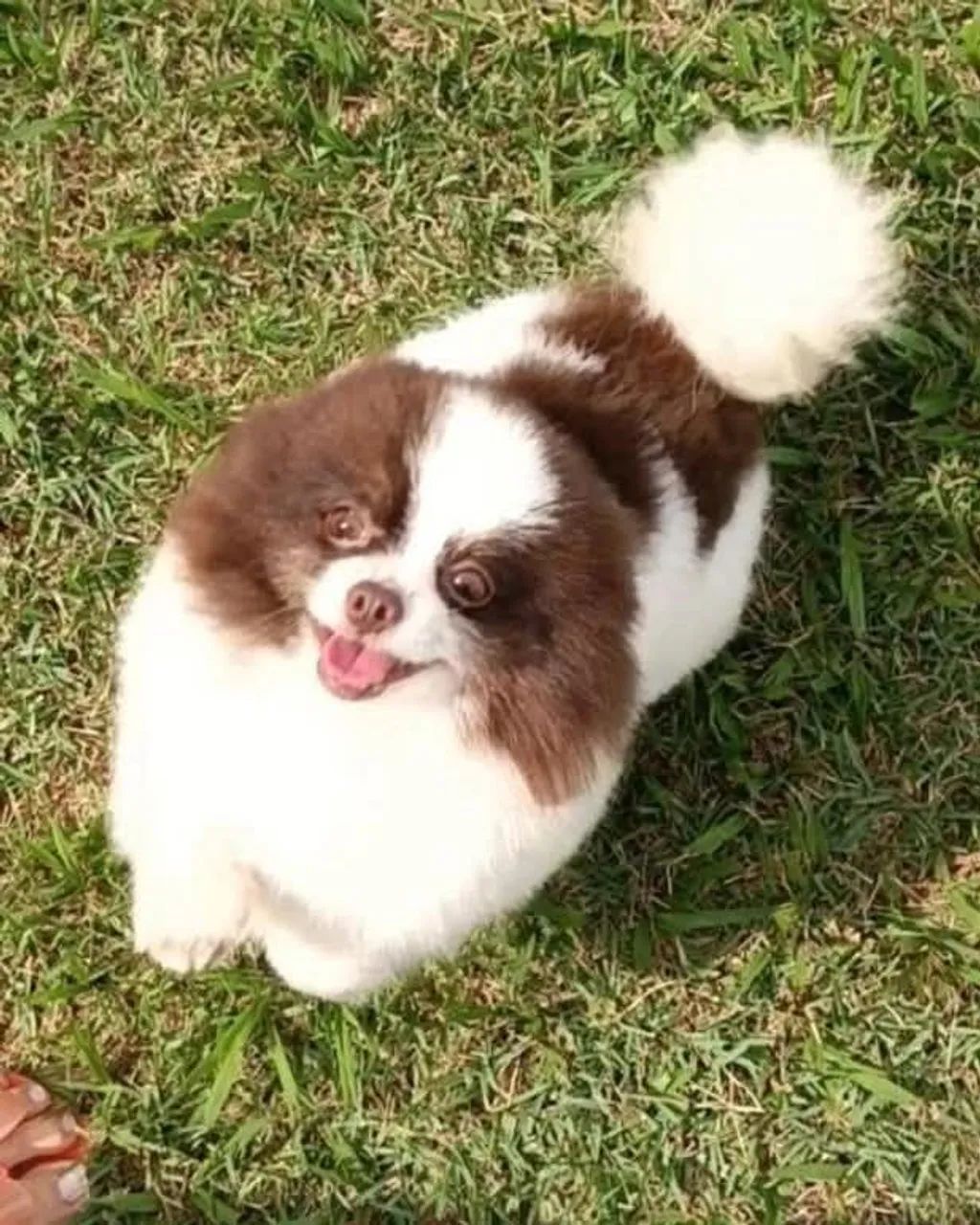 Feminhas de spitz alemão anãzinhas... - Foto 5