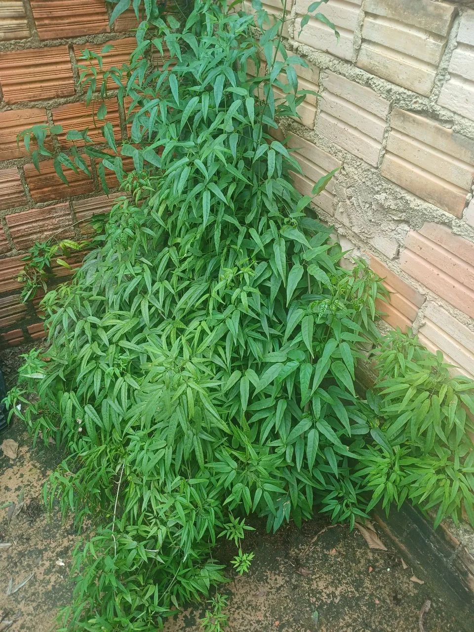 VENDO MUDAS DE CRAJIRU E EM RAMOS TAMBEM  - Foto 3