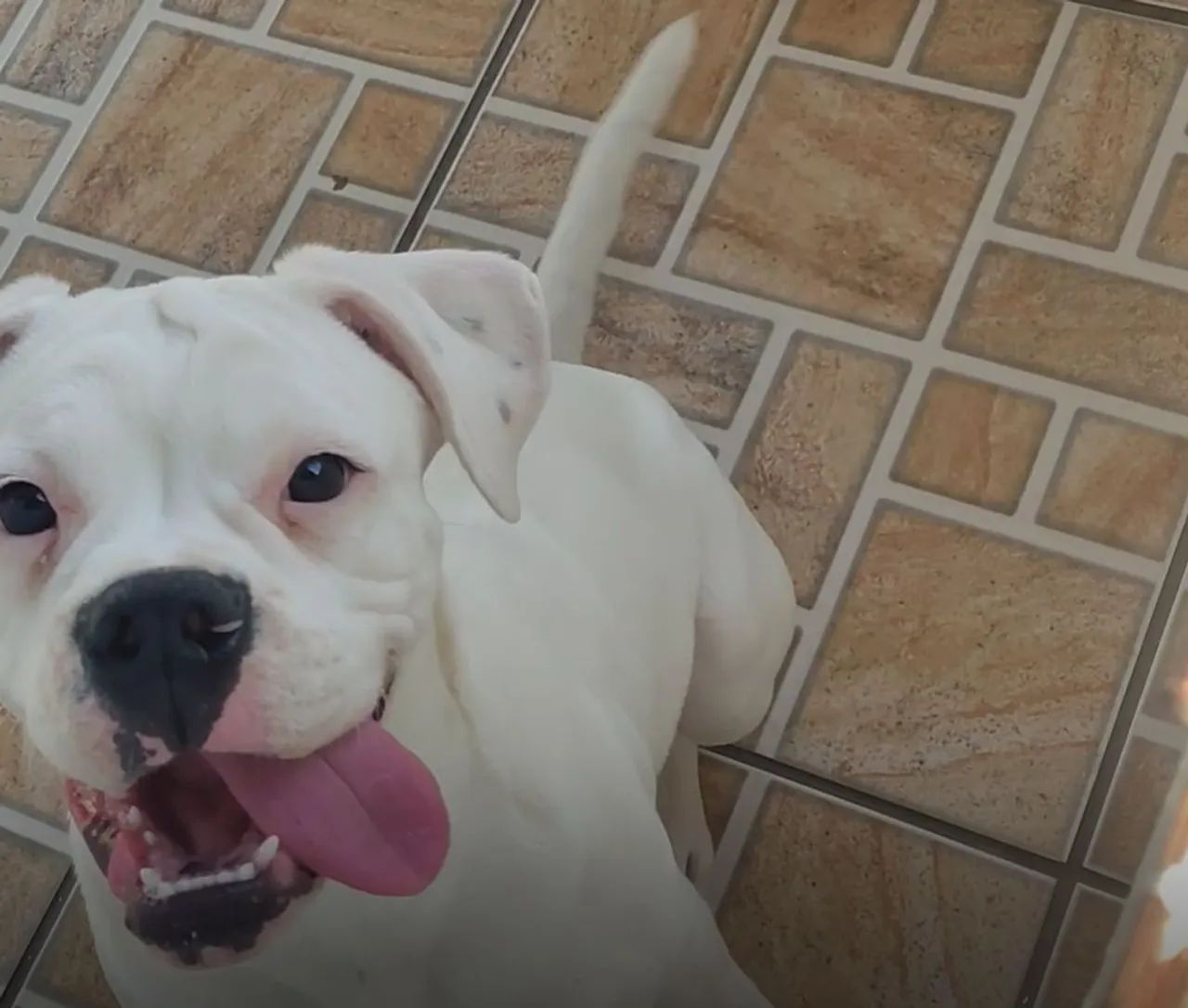 Boxer fêmea 