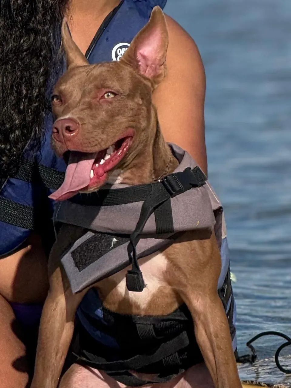 Pitbull - Foto 2