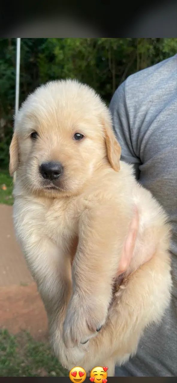 Cachorro  - Foto 4