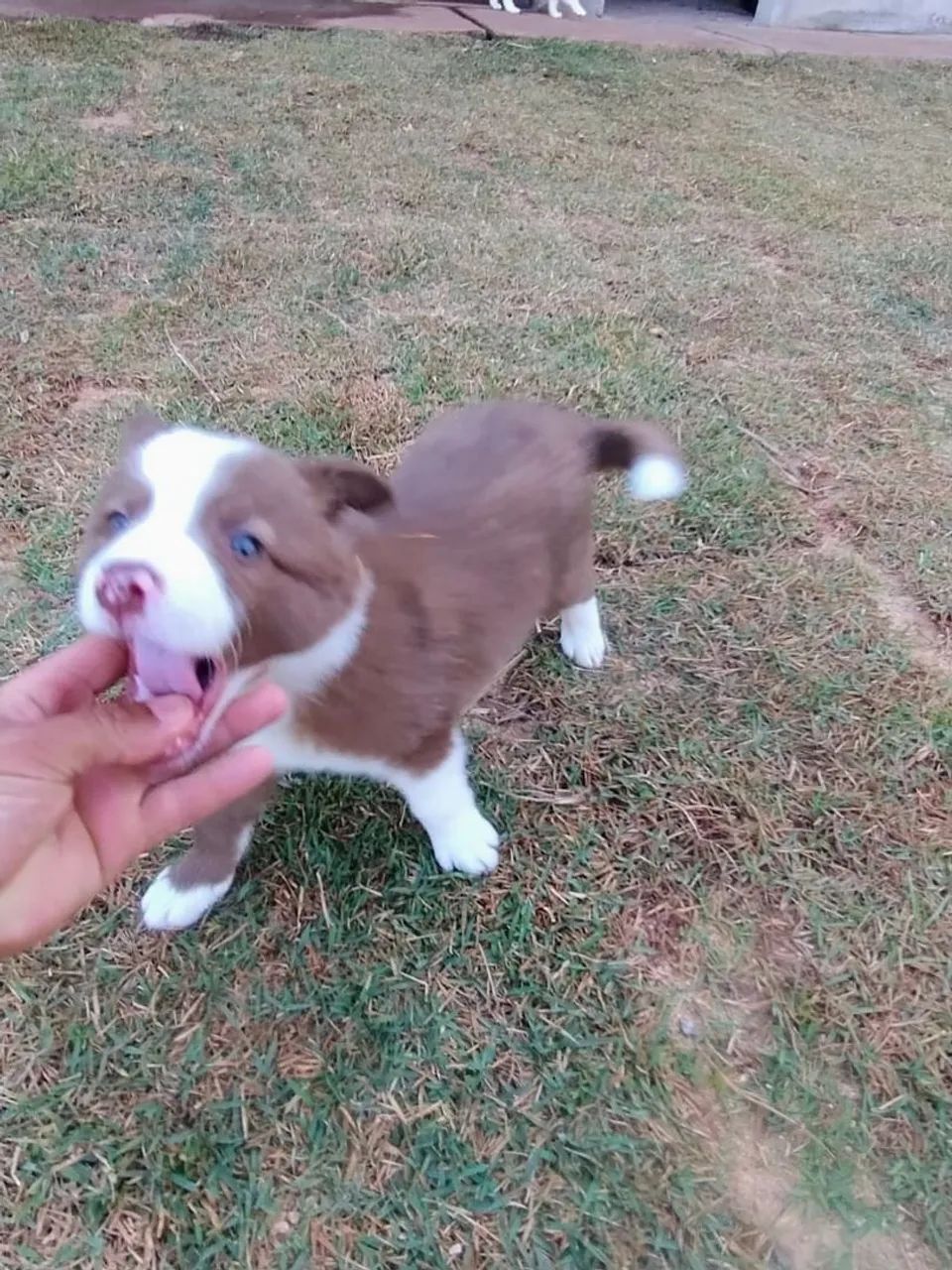 FILHOTES DE BORDER COLLIE  - Foto 4