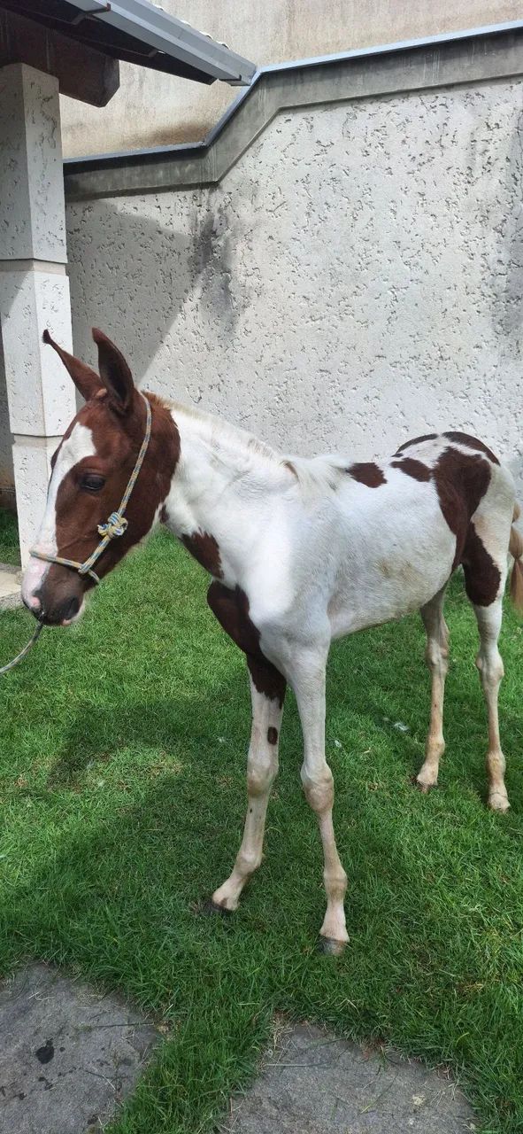 Égua Potra Pampa 4 meses - Foto 2