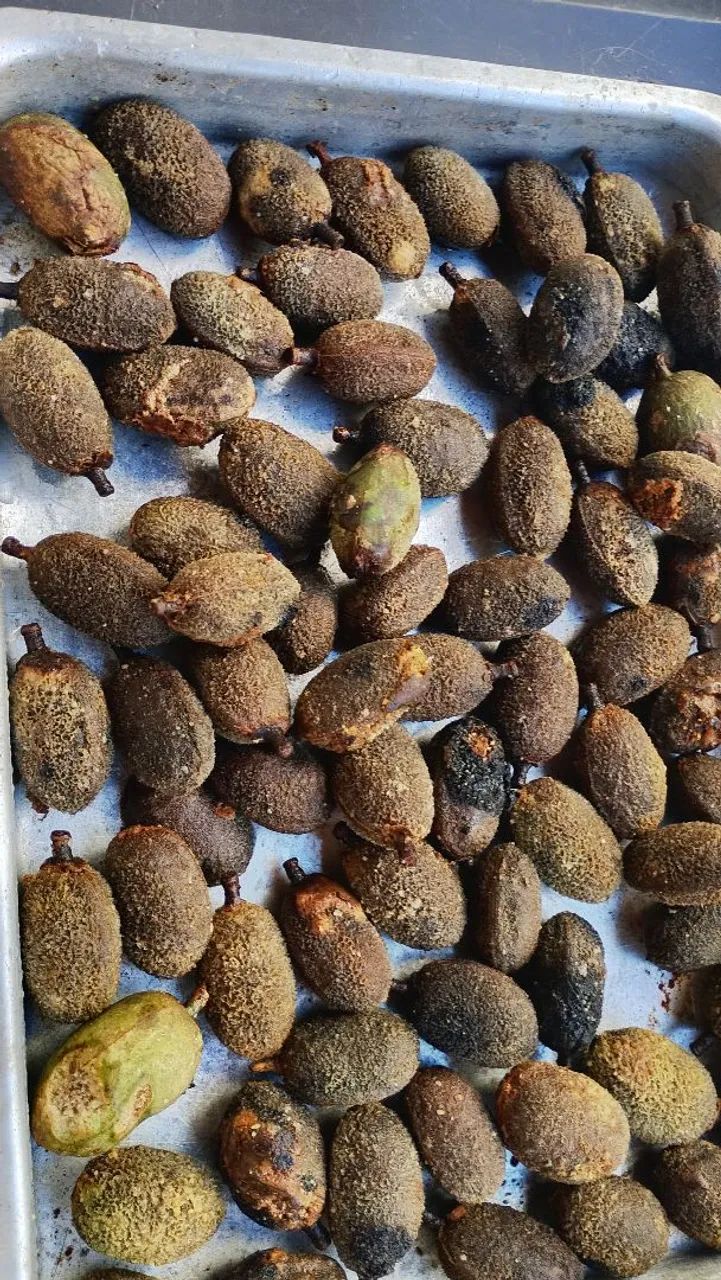 Capsulas de cumaru para artesanato 50 reais o cento - Foto 4
