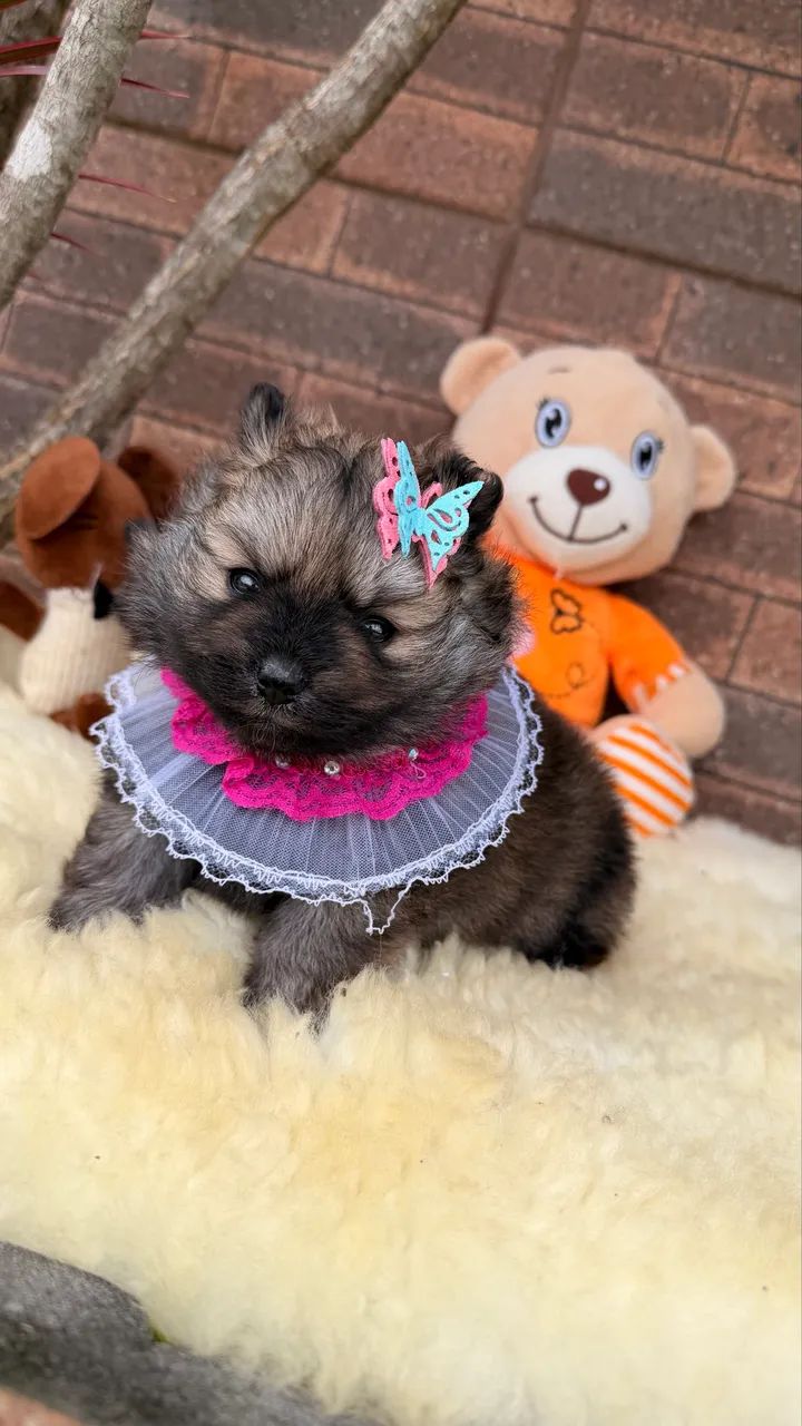Lulu da Pomerania!!