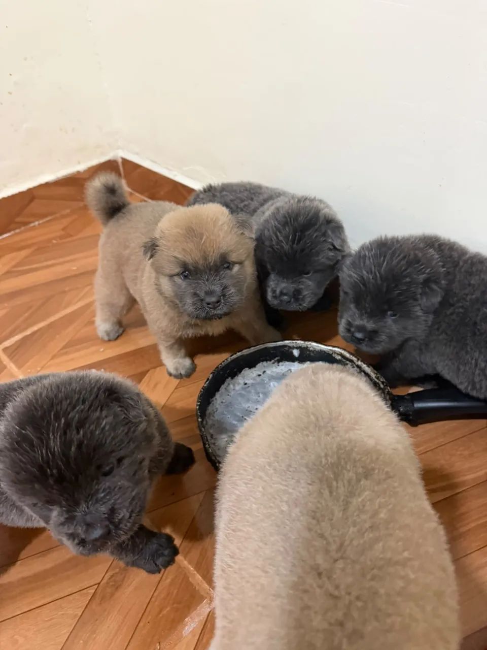 Cachorro - Foto 2