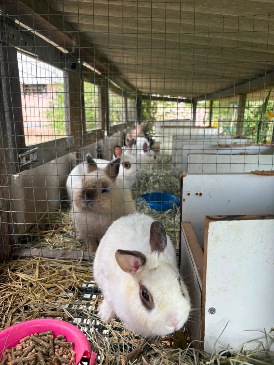 Mini coelho Netherland Dwarf - Foto 5