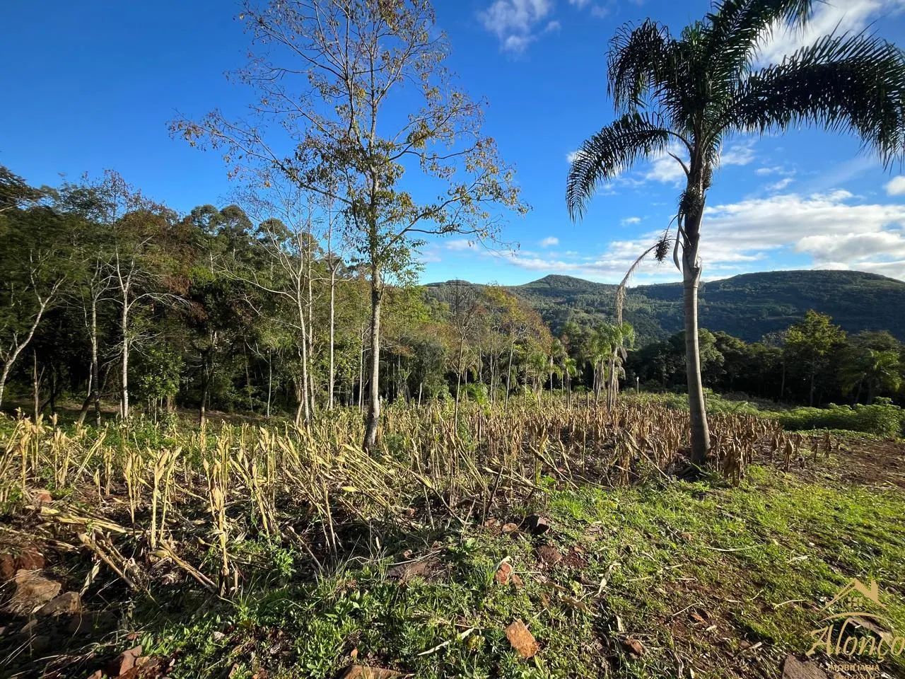 ÁREAS DE TERRA NO STILLE ECK EM NOVA PETRÓPOLIS RS REF: 1795 - Foto 3