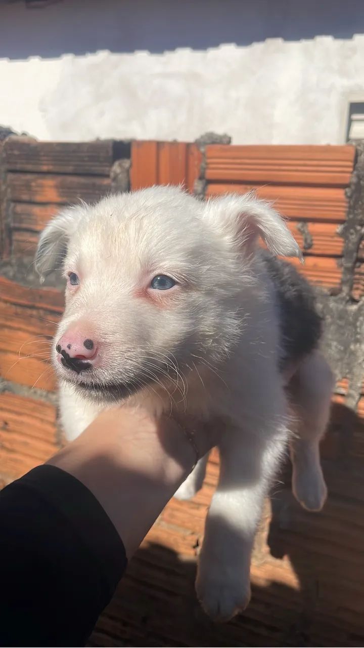 Filhotes boder collie  - Foto 3
