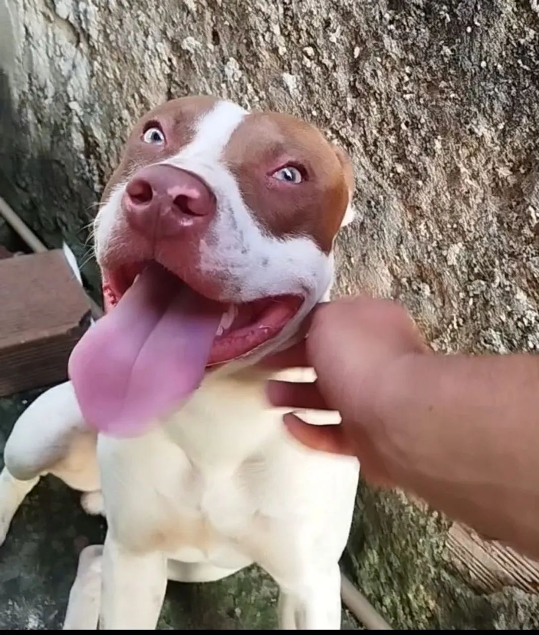 pitbull procurando namorada  - Foto 2