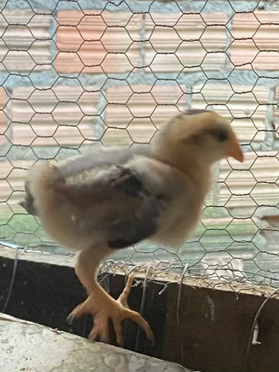 Vende-se pontinho  - Foto 3
