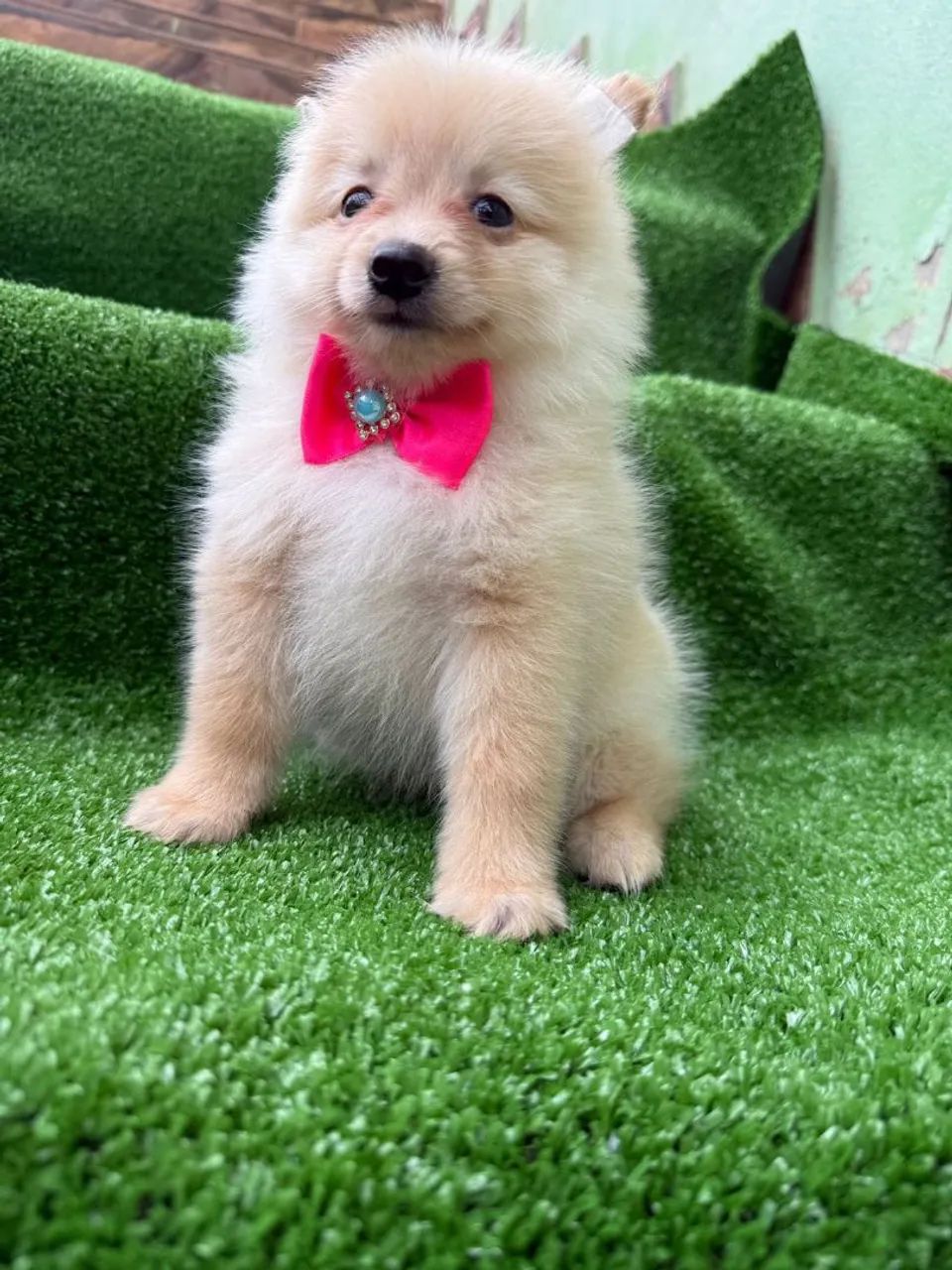 Spitz Alemão adorável 