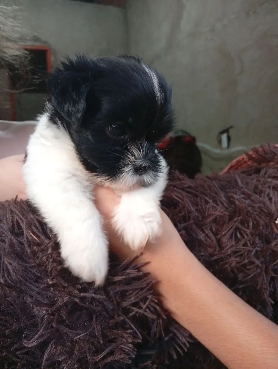Cachorro macho Shitzu 