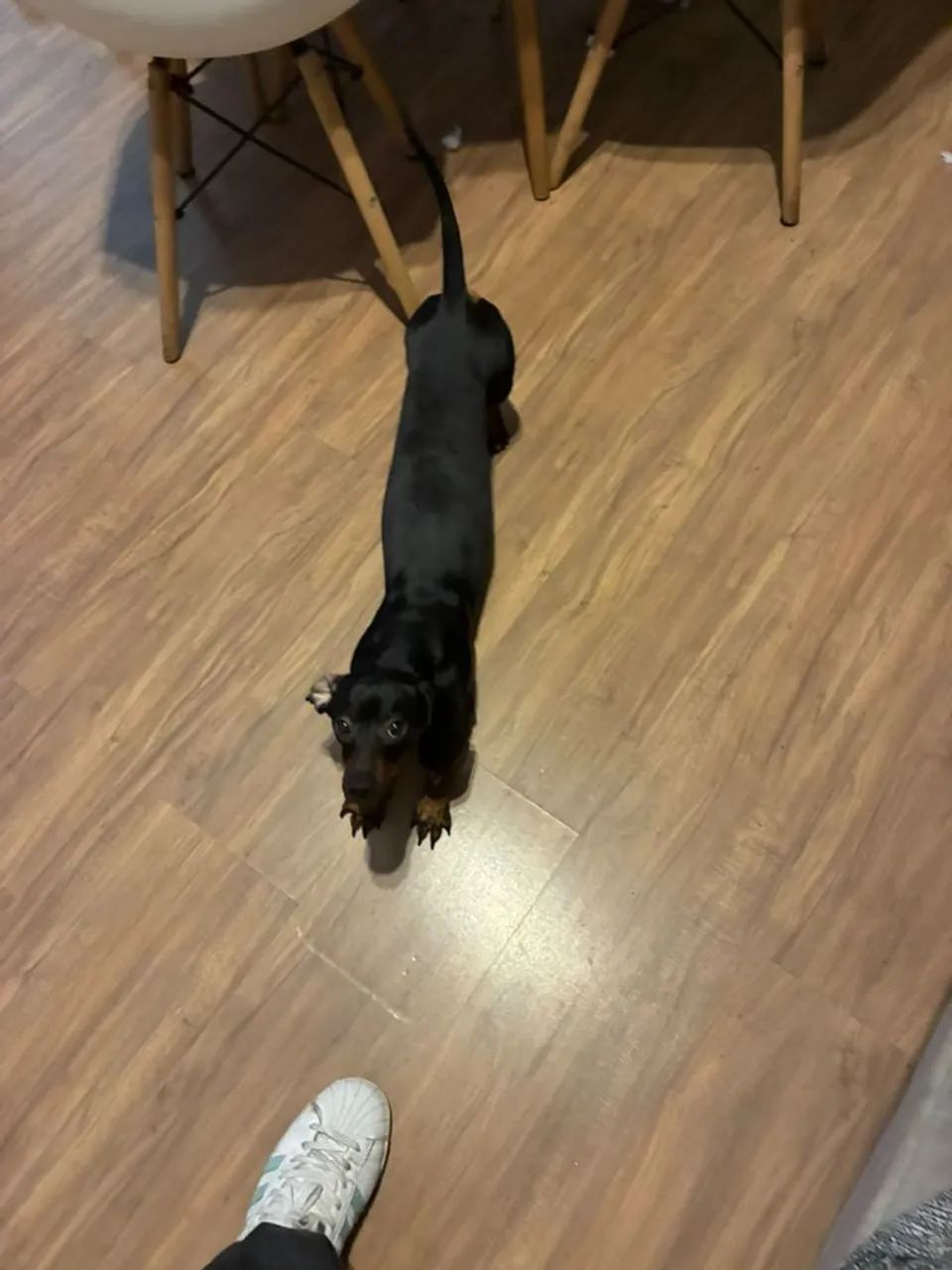 Cachorro salsichinha - Foto 2