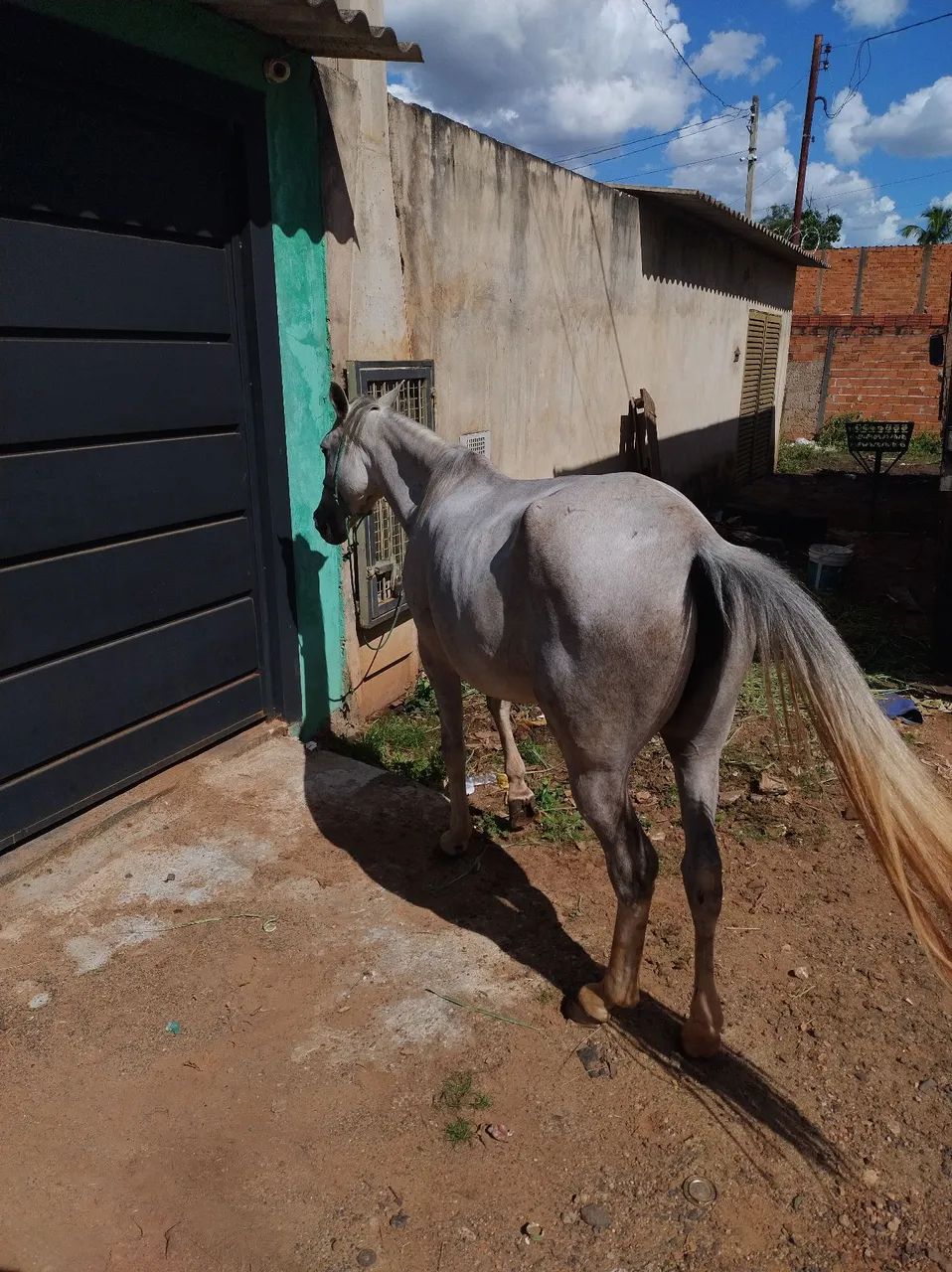 Égua mansa 