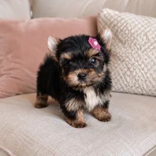 Mini Yorkshire Fêmea