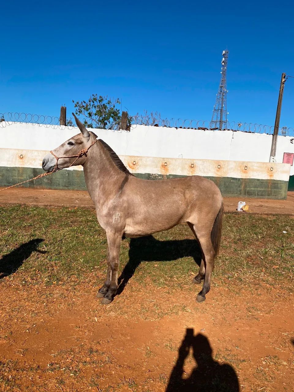 Mula a venda  - Foto 5