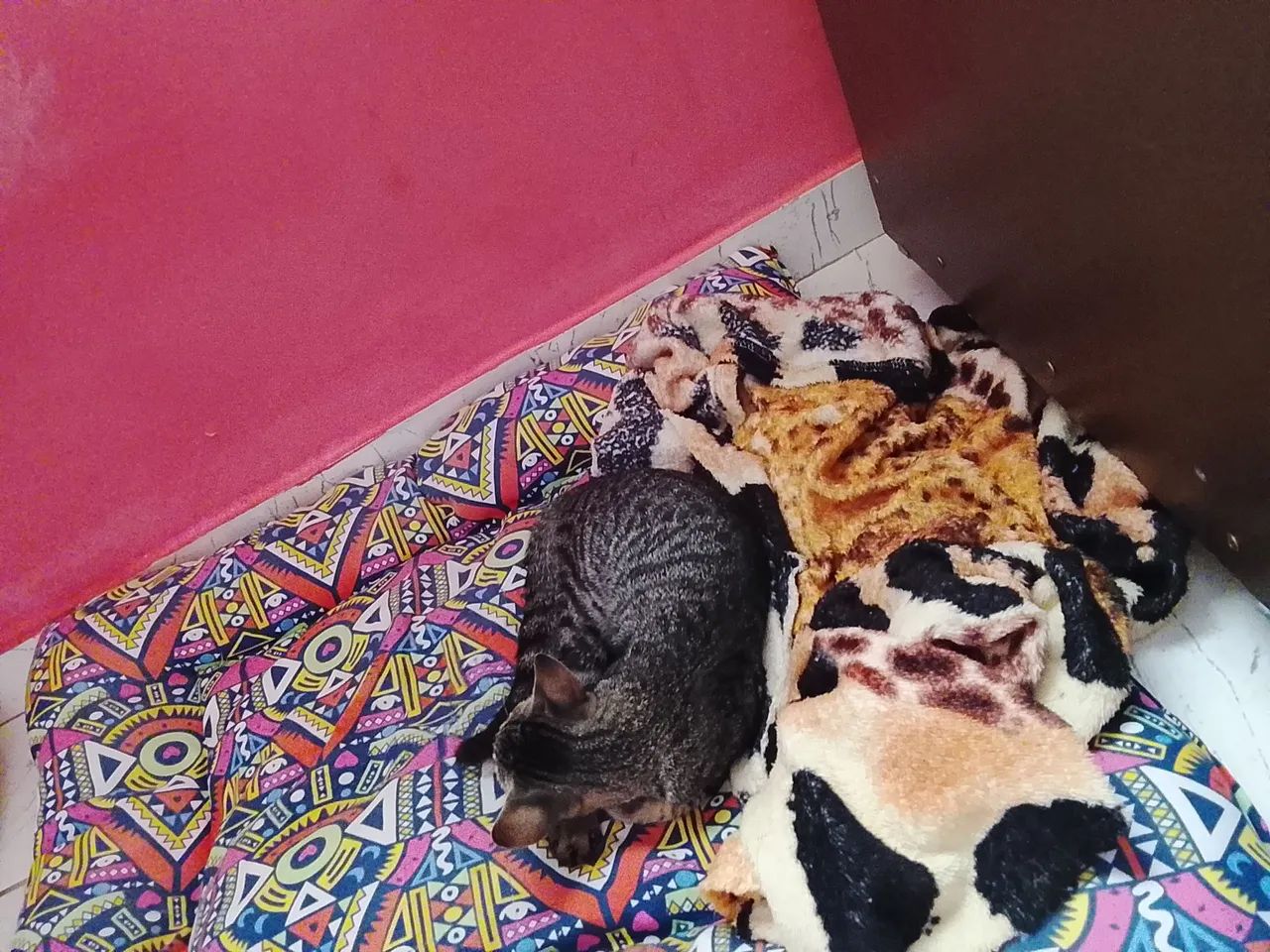 Doando gatinha - Foto 2