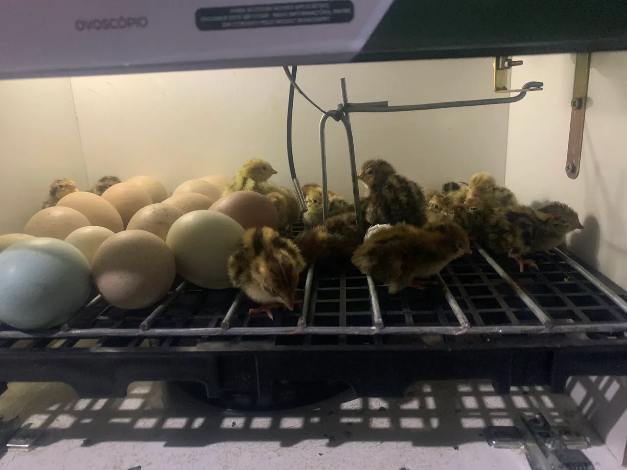 Codornas para vendas em guarapari, vem no certo! - Foto 3
