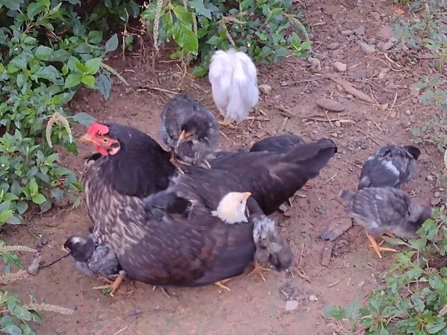 GALINHA COM 7 PINTINHOS