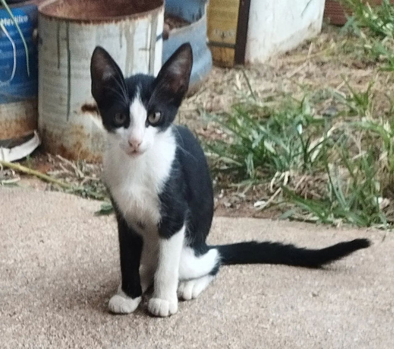 Doação de Gatinhos - Foto 6