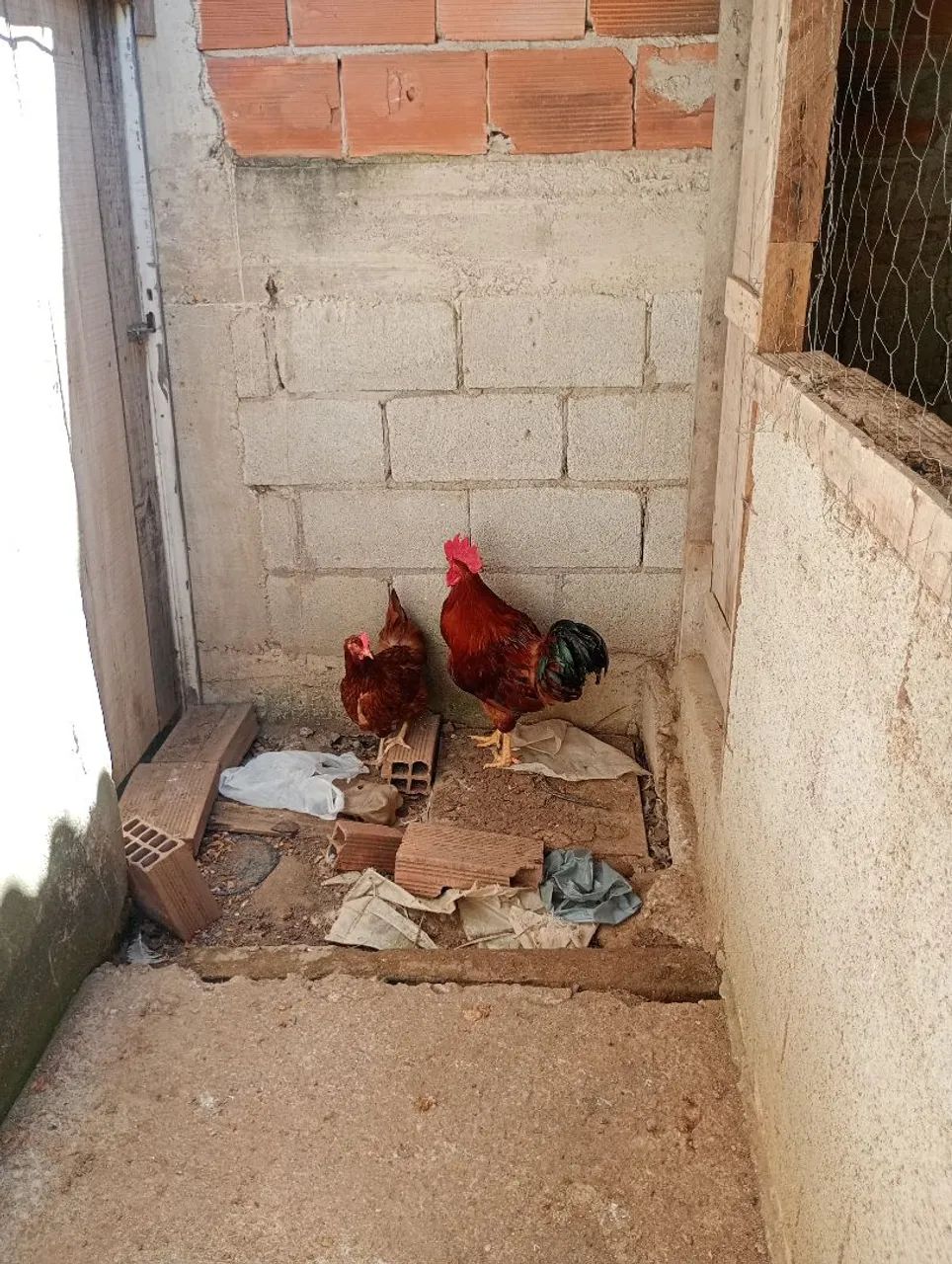 Casal de galo rodia 