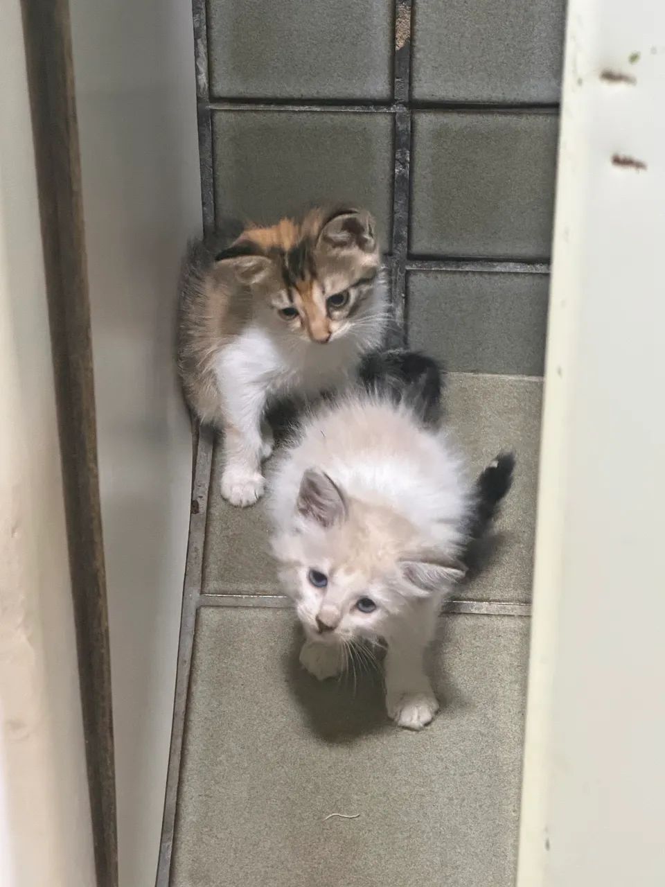 Doação de gatos  - Foto 5