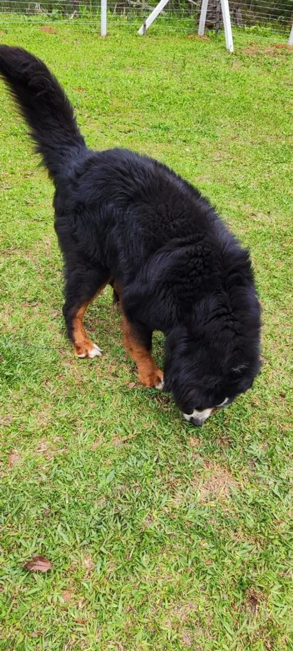 Bernese macho adulto - Foto 4