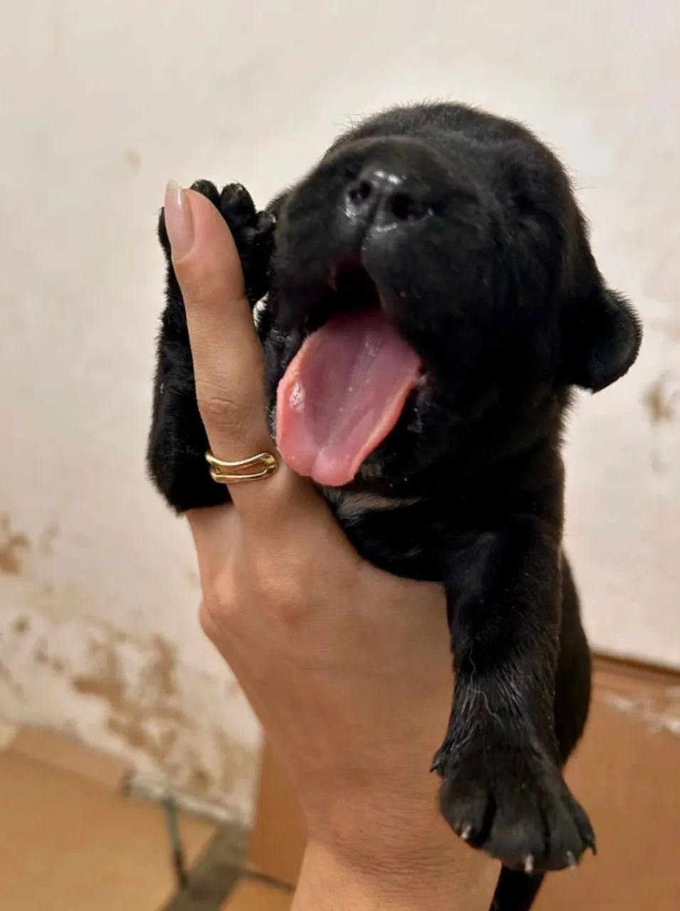 FILHOTES DE CANE CORSO - CARPINA / PE - Foto 4