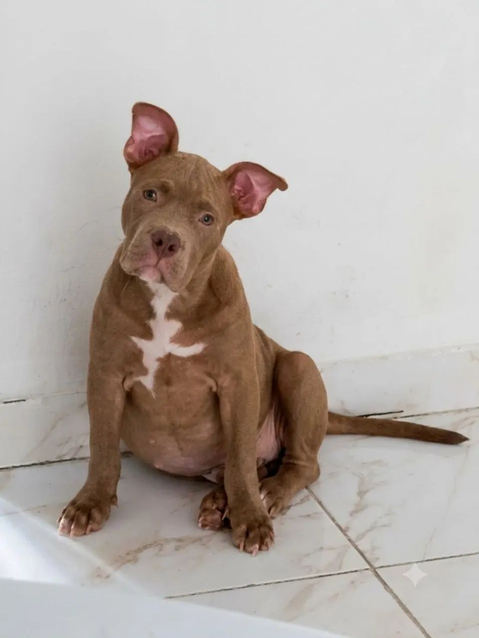Pitbull  - Foto 2