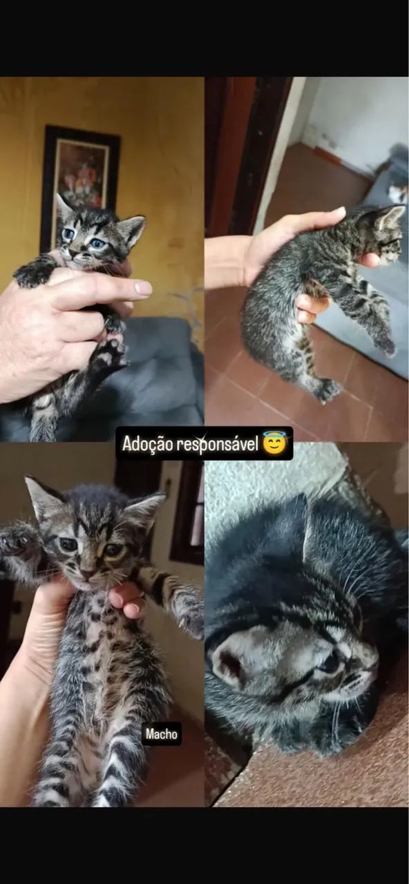 Doação responsável, macho filhote 