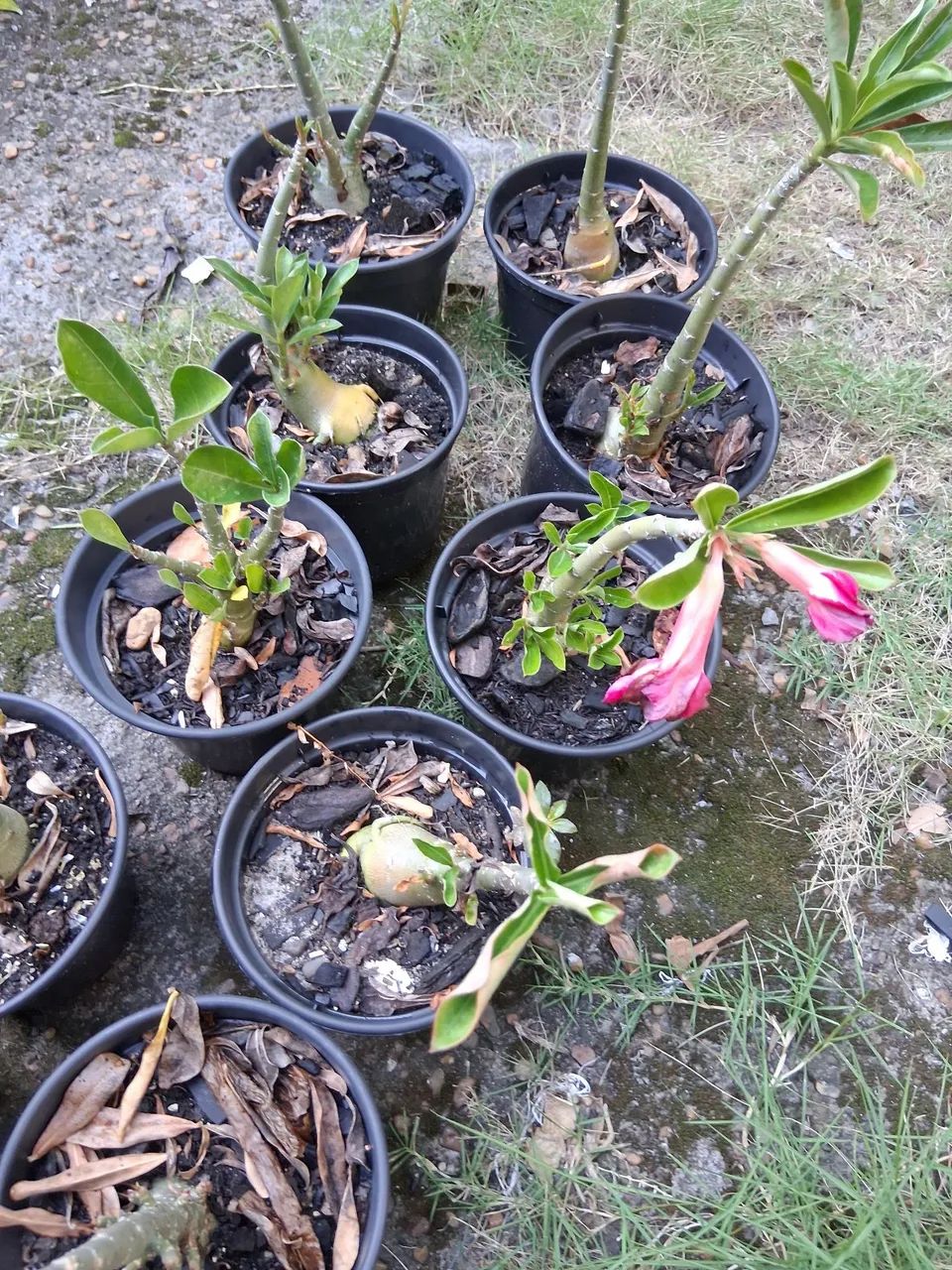 ROSAS - Foto 2